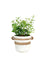 Serissa Japonica 'Snow Rose'