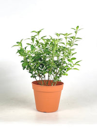 Serissa Japonica 'Snow Rose' - brindle pot - standard/white - Potted plant - Tumbleweed Plants - Online Plant Delivery Singapore