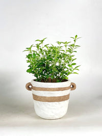 Serissa Japonica 'Snow Rose' - brindle pot - standard/white - Potted plant - Tumbleweed Plants - Online Plant Delivery Singapore