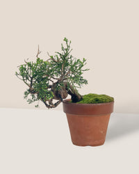 Shinpaku Bonsai - variant 6 - Potted plant - Tumbleweed Plants - Online Plant Delivery Singapore