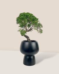 Shinpaku Bonsai - variant 1 - Potted plant - Tumbleweed Plants - Online Plant Delivery Singapore