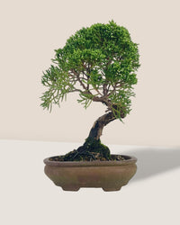 Shinpaku Bonsai - variant 1 - Potted plant - Tumbleweed Plants - Online Plant Delivery Singapore