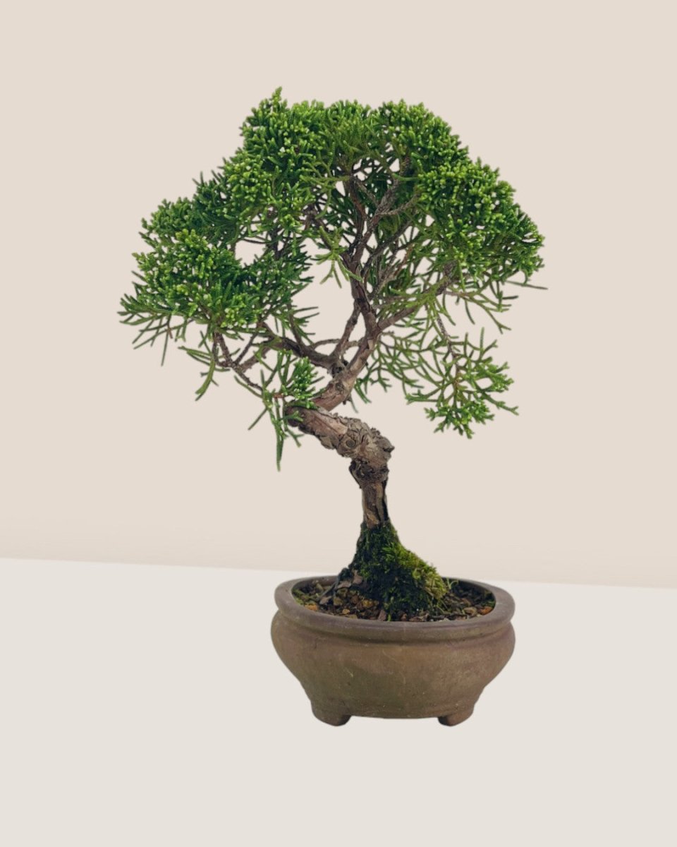 Shinpaku Bonsai - variant 1 - Potted plant - Tumbleweed Plants - Online Plant Delivery Singapore