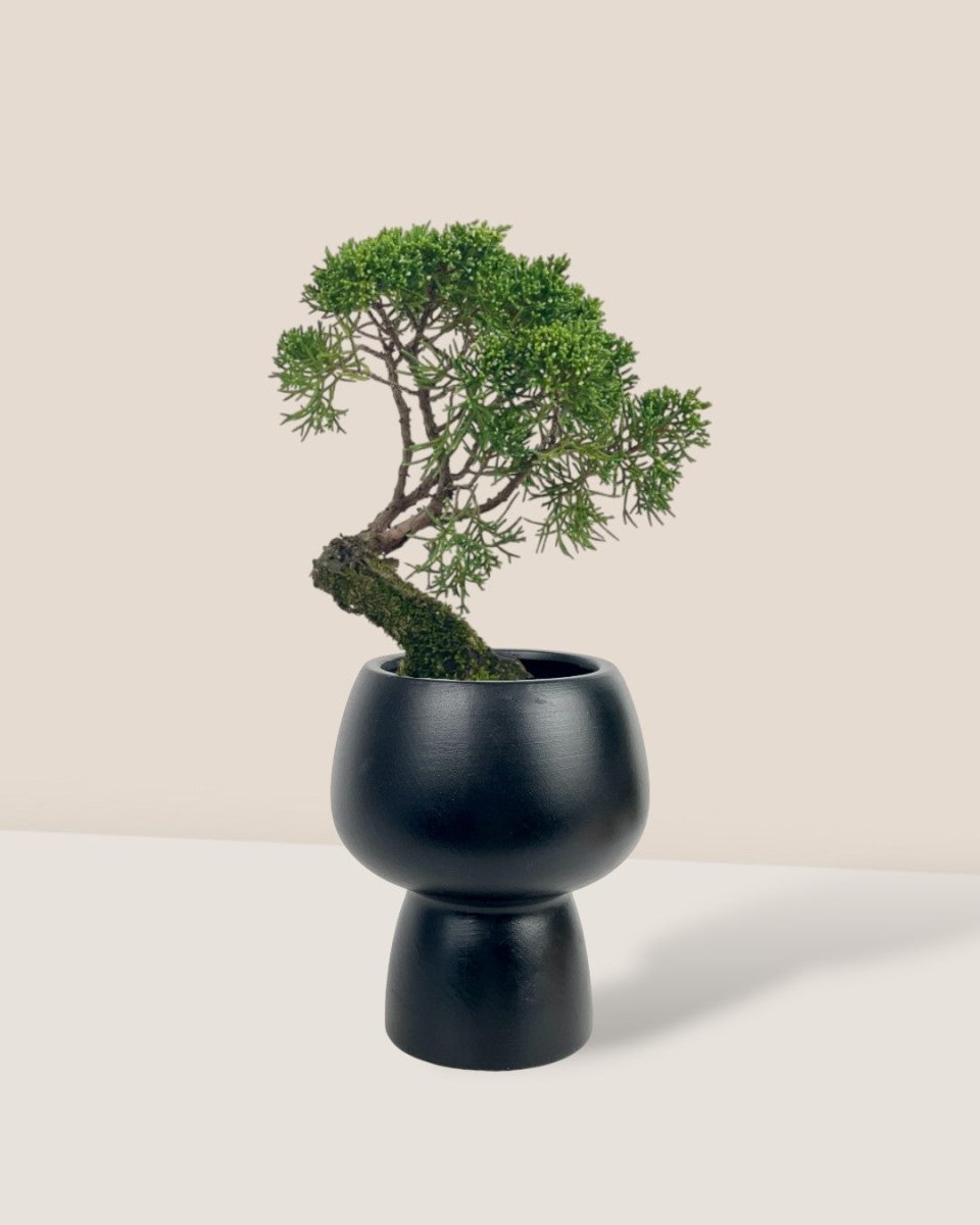 Shinpaku Bonsai - variant 1 - Potted plant - Tumbleweed Plants - Online Plant Delivery Singapore
