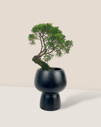 Shinpaku Bonsai - variant 1 - Potted plant - Tumbleweed Plants - Online Plant Delivery Singapore