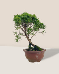 Shinpaku Bonsai - variant 3 - Potted plant - Tumbleweed Plants - Online Plant Delivery Singapore