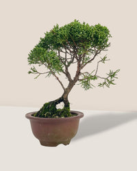 Shinpaku Bonsai - variant 3 - Potted plant - Tumbleweed Plants - Online Plant Delivery Singapore