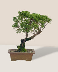 Shinpaku Bonsai - variant 3 - Potted plant - Tumbleweed Plants - Online Plant Delivery Singapore