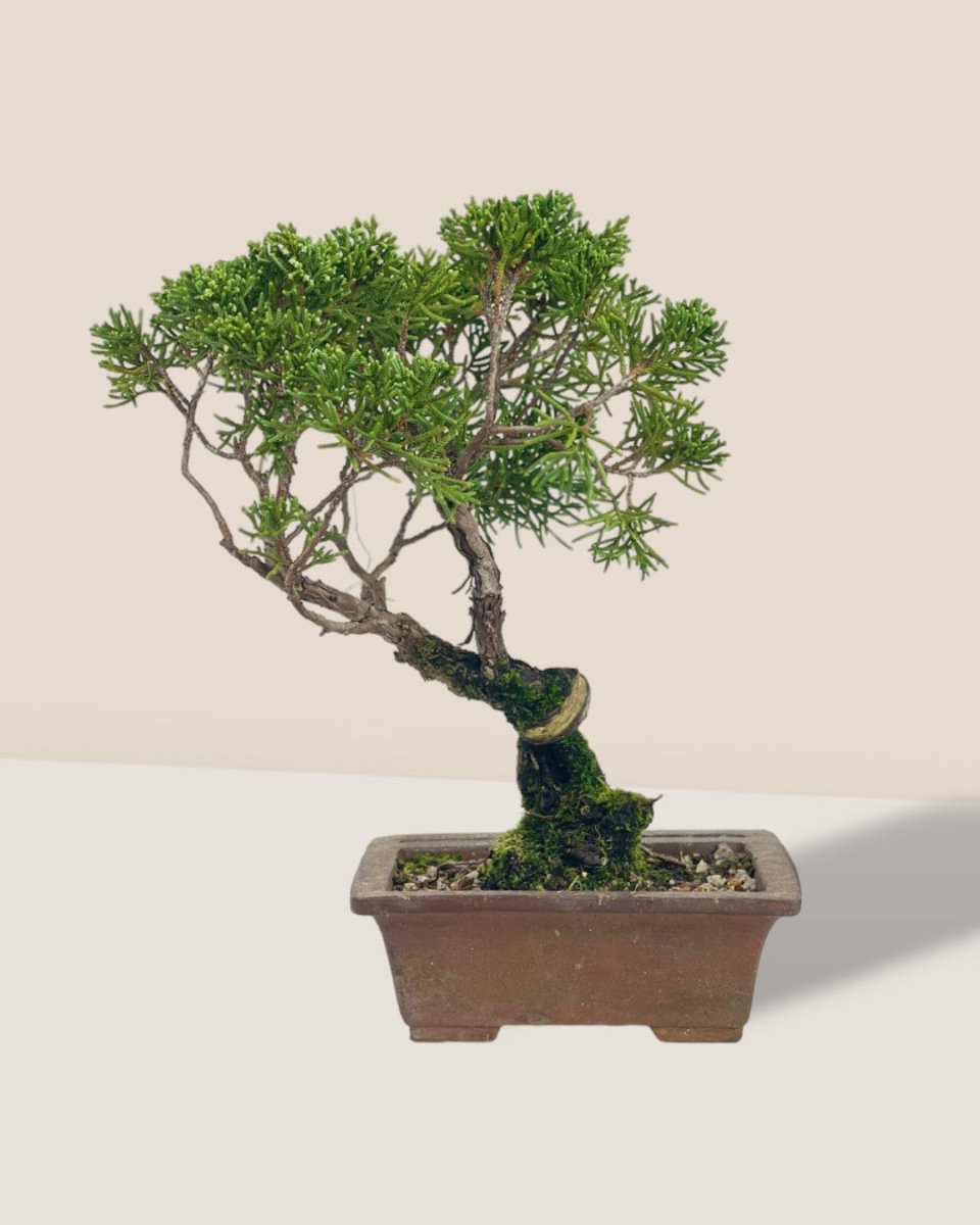 Shinpaku Bonsai - variant 4 - Potted plant - Tumbleweed Plants - Online Plant Delivery Singapore