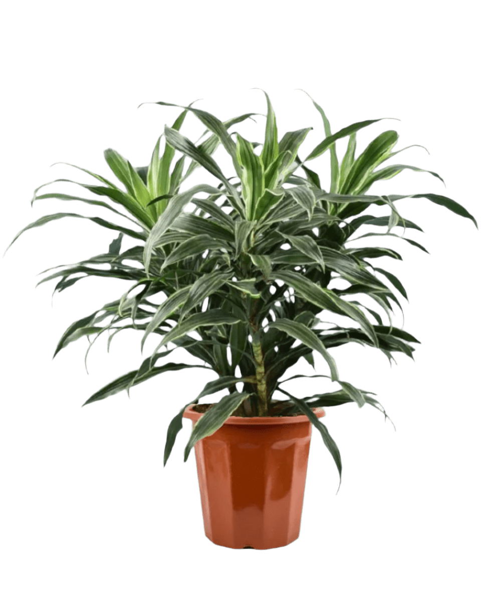 thistle and spire dracaena Silver Striped Dracaena
