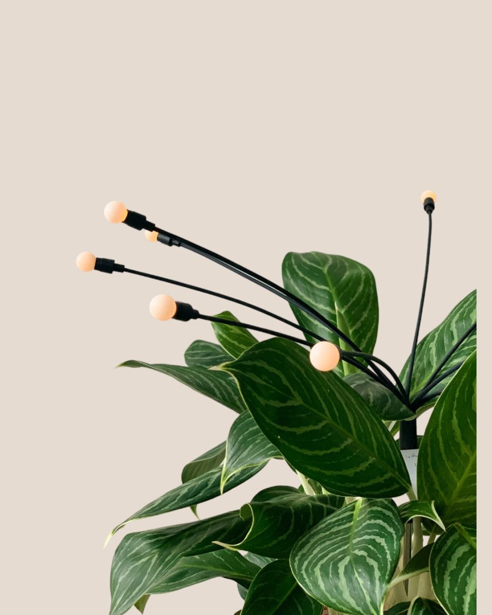 Solar Plant Light - Accessory - Tumbleweed Plants - Online Plant Delivery Singapore