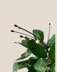 Solar Plant Light - Accessory - Tumbleweed Plants - Online Plant Delivery Singapore