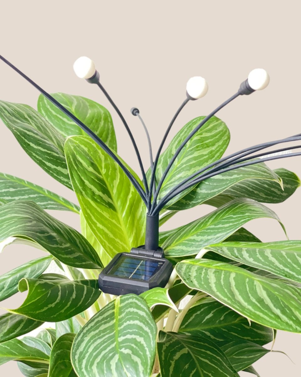 Solar Plant Light - Accessory - Tumbleweed Plants - Online Plant Delivery Singapore