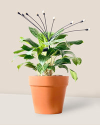 Solar Plant Light - Accessory - Tumbleweed Plants - Online Plant Delivery Singapore