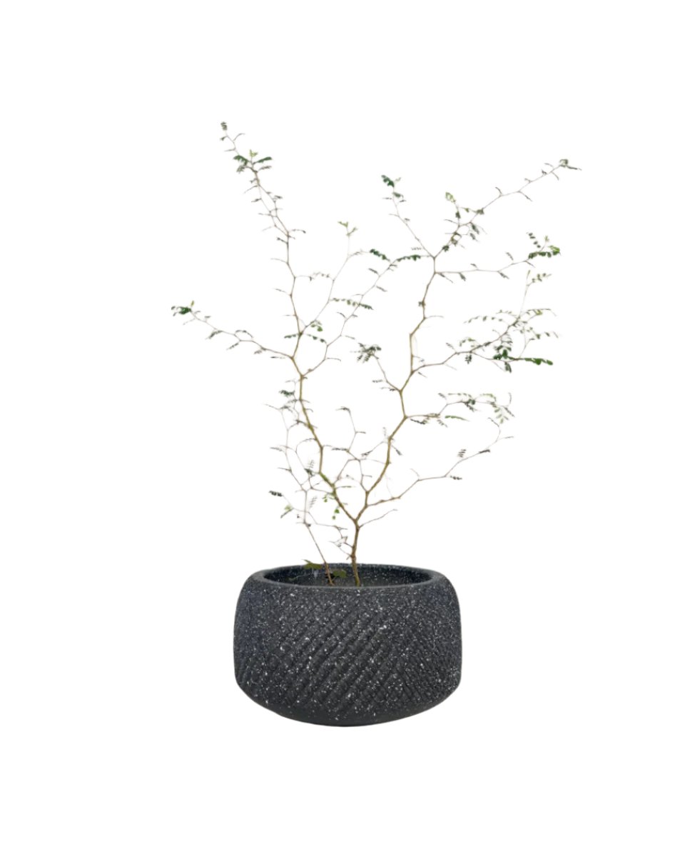 Sophora Prostrata 'Little Baby' - vanga ceramic planter - black/small - Potted plant - Tumbleweed Plants - Online Plant Delivery Singapore