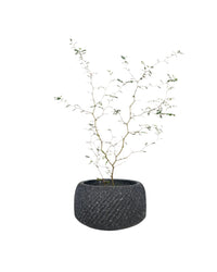 Sophora Prostrata 'Little Baby' - vanga ceramic planter - black/small - Potted plant - Tumbleweed Plants - Online Plant Delivery Singapore