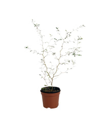 Sophora Prostrata 'Little Baby' - grow pot - Potted plant - Tumbleweed Plants - Online Plant Delivery Singapore
