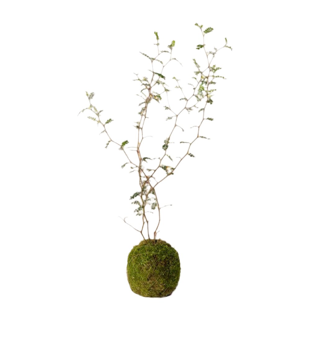 Sophora Prostrata 'Little Baby' - moss ball - Potted plant - Tumbleweed Plants - Online Plant Delivery Singapore