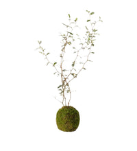 Sophora Prostrata 'Little Baby' - moss ball - Potted plant - Tumbleweed Plants - Online Plant Delivery Singapore