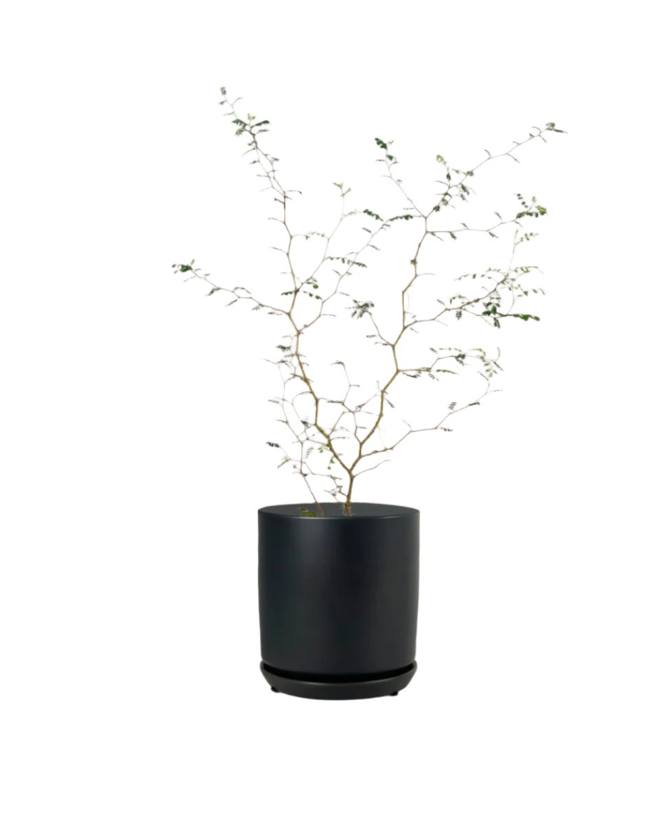 Sophora Prostrata 'Little Baby' - little cylinder black with tray planter - Potted plant - Tumbleweed Plants - Online Plant Delivery Singapore