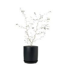 Sophora Prostrata 'Little Baby' - little cylinder black with tray planter - Potted plant - Tumbleweed Plants - Online Plant Delivery Singapore