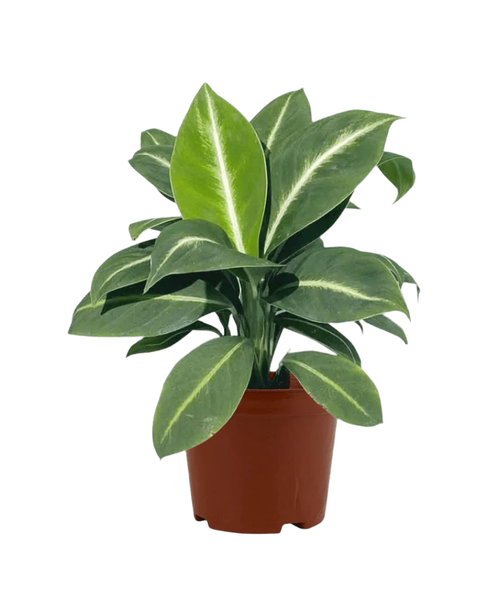 white stripe peace lily Buy Spathiphyllum 'White Stripe' SG