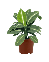 Spathiphyllum ‘White Stripe’ - Potted plant - JUST - SPAT - GRW - 2398 - Tumbleweed Plants - Online Plant Delivery Singapore