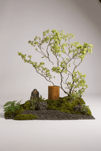 Special Shaped Drunken Wood Tree - Real - Trunk Artificial - Potted plant - 5516314535781 - Tumbleweed Plants - Online Plant Delivery Singapore