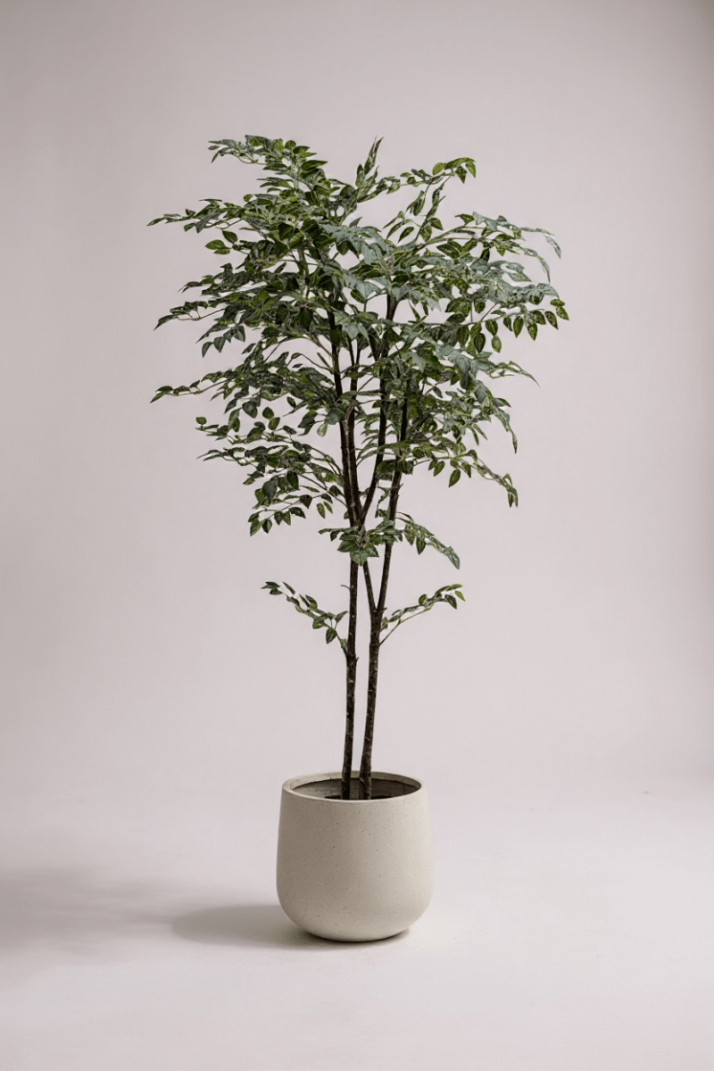 Banyan Tree - Real - Trunk Artificial - Potted plant - POTT - BANY - SML - 7268 - Tumbleweed Plants - Online Plant Delivery Singapore