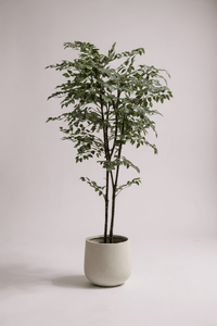 Banyan Tree - Real - Trunk Artificial - Potted plant - POTT - BANY - SML - 7268 - Tumbleweed Plants - Online Plant Delivery Singapore