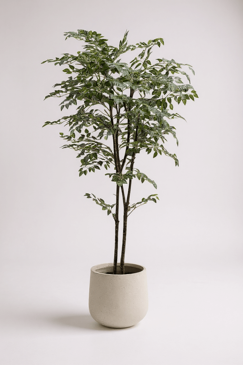 Banyan Tree - Real - Trunk Artificial - Potted plant - POTT - BANY - SML - 7269 - Tumbleweed Plants - Online Plant Delivery Singapore