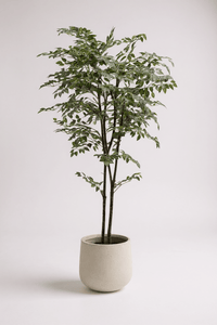 Banyan Tree - Real - Trunk Artificial - Potted plant - POTT - BANY - SML - 7269 - Tumbleweed Plants - Online Plant Delivery Singapore