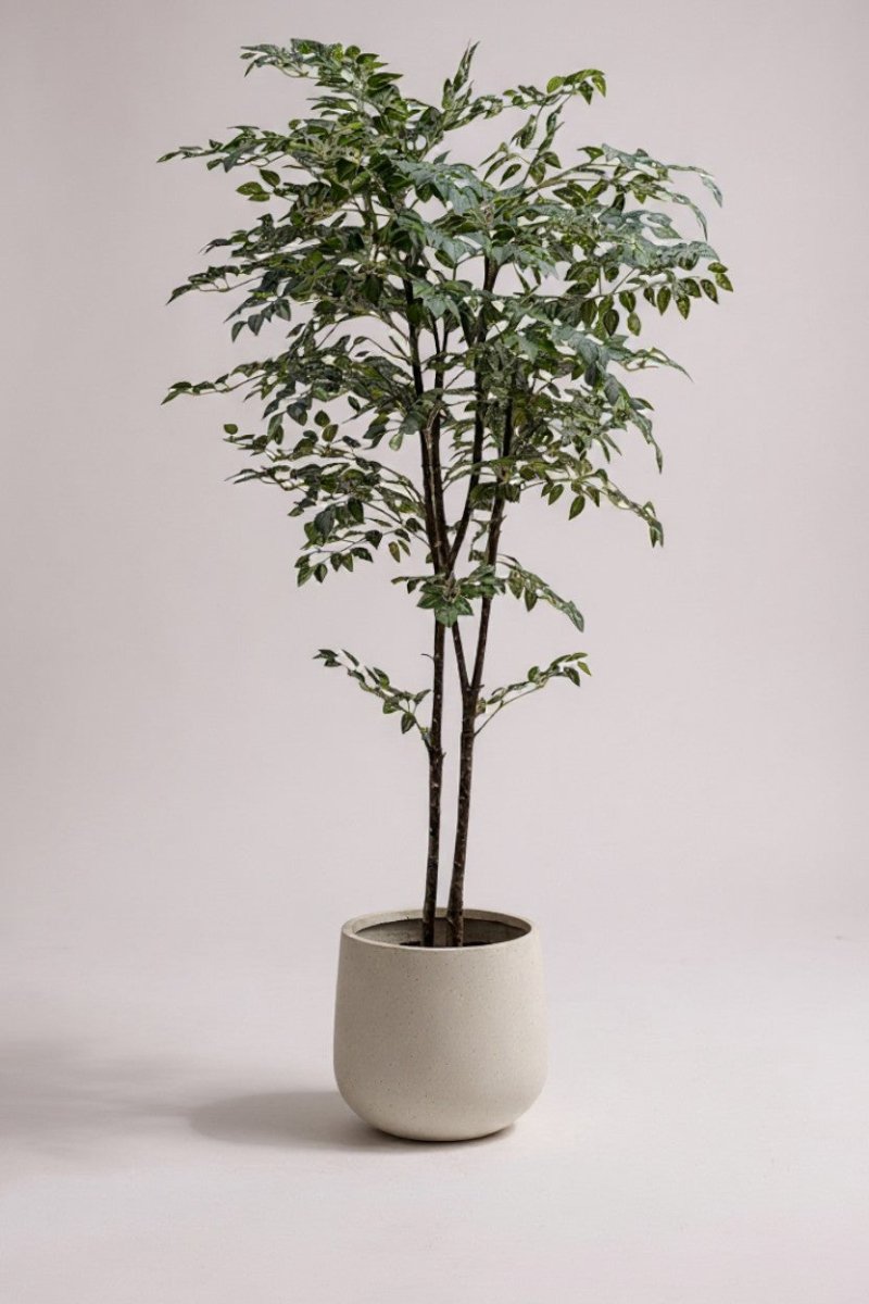 Banyan Tree - Real - Trunk Artificial - Potted plant - POTT - BANY - SML - 7270 - Tumbleweed Plants - Online Plant Delivery Singapore