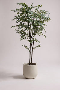 Banyan Tree - Real - Trunk Artificial - Potted plant - POTT - BANY - SML - 7270 - Tumbleweed Plants - Online Plant Delivery Singapore