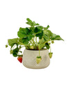Strawberry Plant - grow pot - Potted plant - Tumbleweed Plants - Online Plant Delivery Singapore