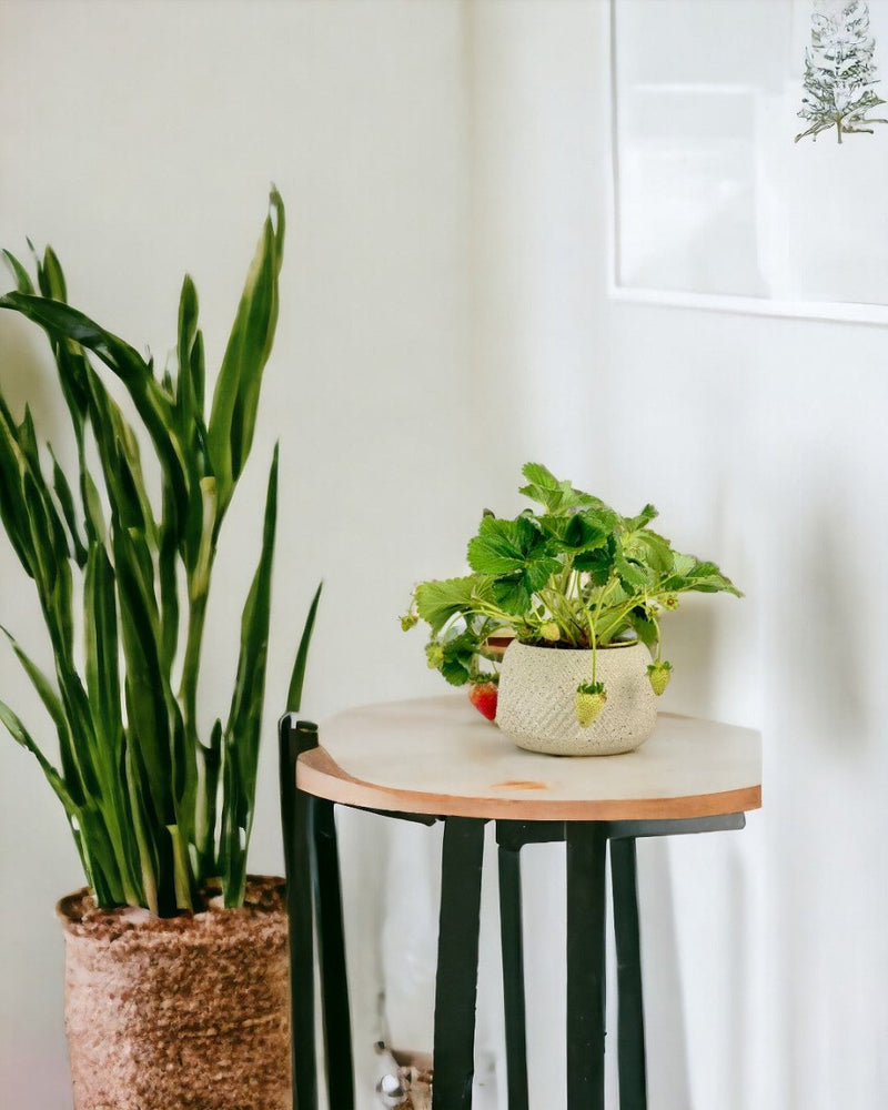 Strawberry Plant - grow pot - Potted plant - Tumbleweed Plants - Online Plant Delivery Singapore
