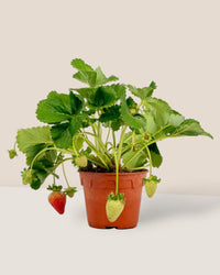 Strawberry Plant - grow pot - Potted plant - Tumbleweed Plants - Online Plant Delivery Singapore