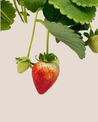 Strawberry Plant - grow pot - Potted plant - Tumbleweed Plants - Online Plant Delivery Singapore