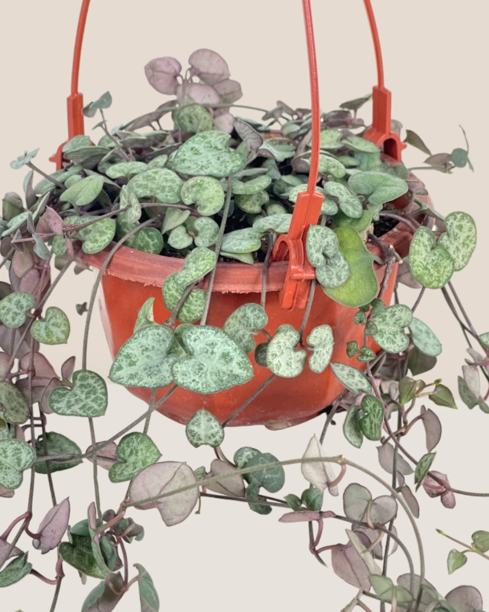 String of Hearts - grow pot - Potted plant - Tumbleweed Plants - Online Plant Delivery Singapore