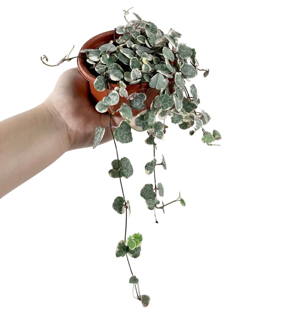 String of Hearts Variegated - Potted plant - Tumbleweed Plants - Online Plant Delivery Singapore
