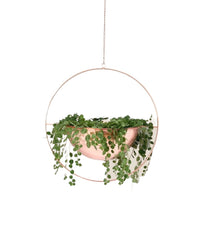 String of Turtles - Potted plant -  Tumbleweed Plants