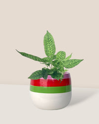 Striped Bamboo Fern - grow pot - Potted plant - Tumbleweed Plants - Online Plant Delivery Singapore