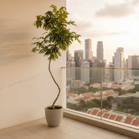 Everfresh Tree XL - 1.8m