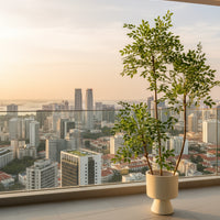 Chinese Money Tree (Life-like Artificial)