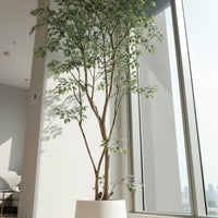 Ficus - Real-Trunk Artificial