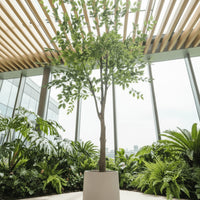 Elm Money Tree (Life-like Artificial)