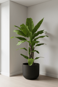 Banana Tree (Life - life Artificial) - Potted plant - 5103784103174 - Tumbleweed Plants - Online Plant Delivery Singapore