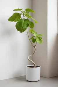 Big Bending Ficus Umbellata - Potted plant -  Tumbleweed Plants