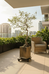 Chaste Tree - Real - Trunk Artificial - Potted plant - CHAS - 7246 - Tumbleweed Plants - Online Plant Delivery Singapore
