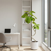 Big Bending Ficus Umbellata